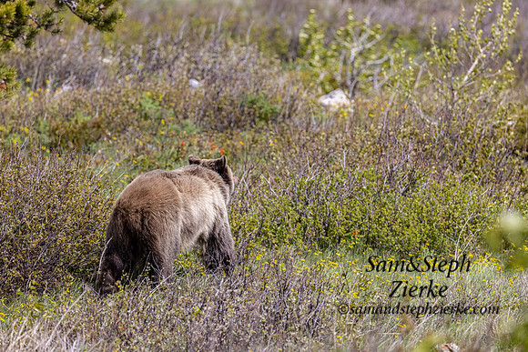 Grizzly Bear