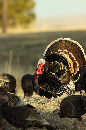 Marriam's Turkey