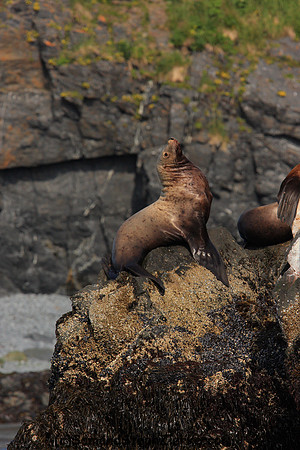 Stellar Seal lions