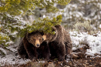 Grizzly Bears