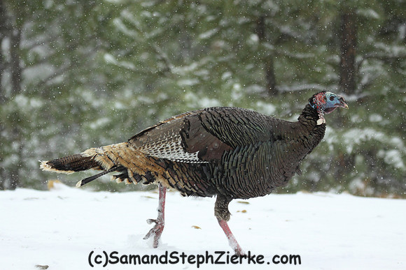 Marriam's Turkey