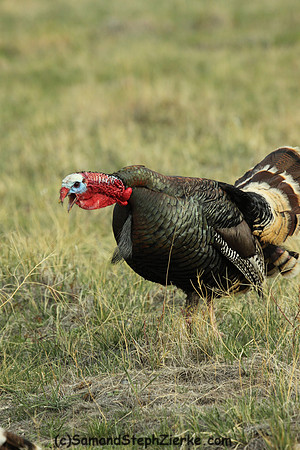 Marriam's Turkey