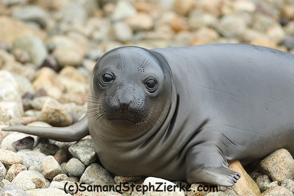 Elephant Seal