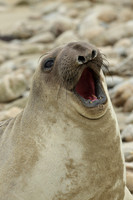 Elephant Seal