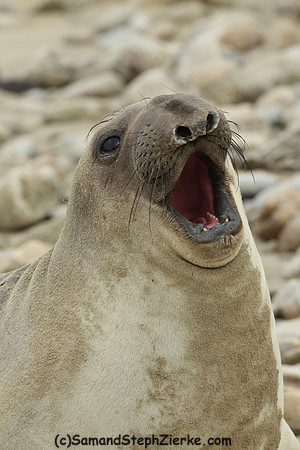 Elephant Seal