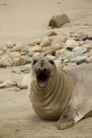 Elephant Seal