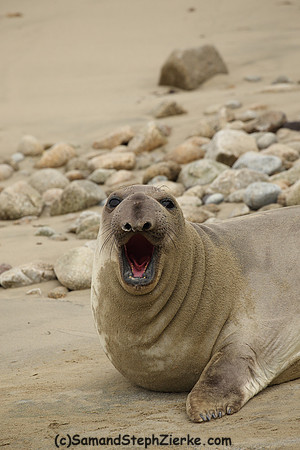 Elephant Seal
