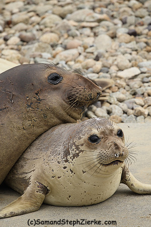 Elephant Seal