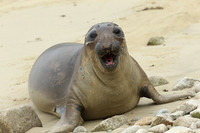 Elephant Seal