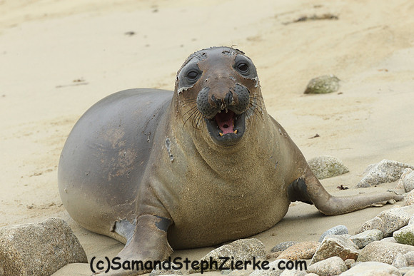 Elephant Seal