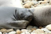 Elephant Seal