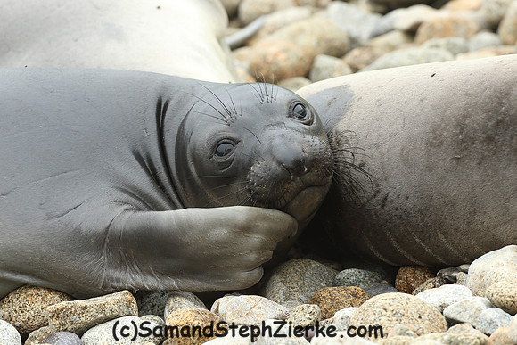 Elephant Seal