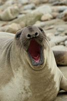 Elephant Seal