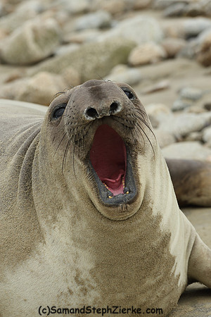 Elephant Seal