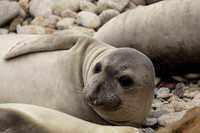 Elephant Seal
