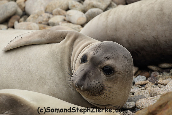 Elephant Seal