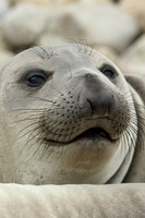 Elephant Seal