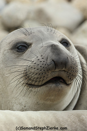 Elephant Seal