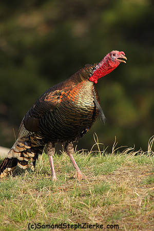 Marriam's Turkey