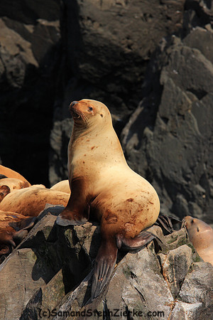 Stellar Seal lions