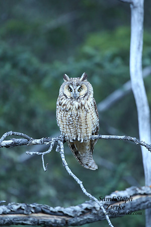 Long Eared Owl