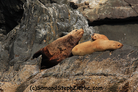 Stellar Seal lions