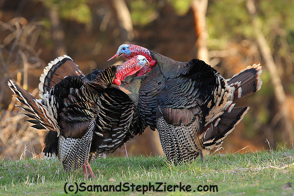Marriam's Turkey
