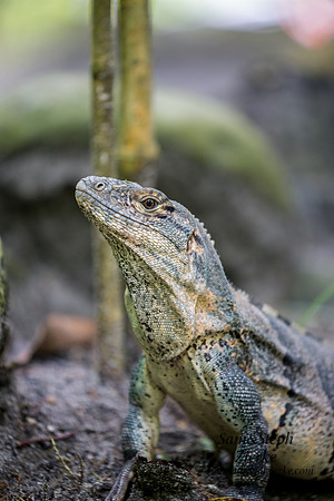 Black Spiny-tailed Iguana