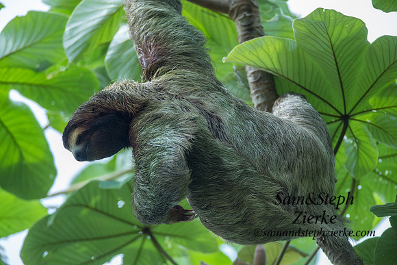 Three-toed Sloth