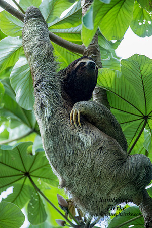 Three-toed Sloth