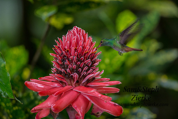 Rufous-tailed Hummingbird