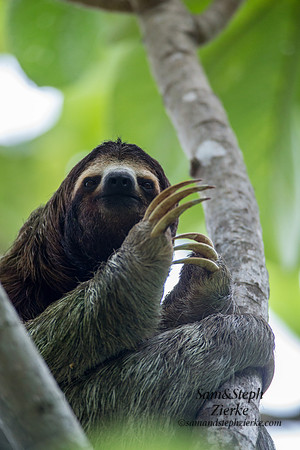 Three-toed Sloth