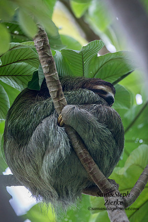 Three-toed Sloth