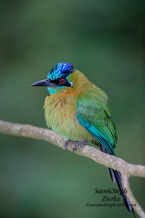 Lesson's Motmot