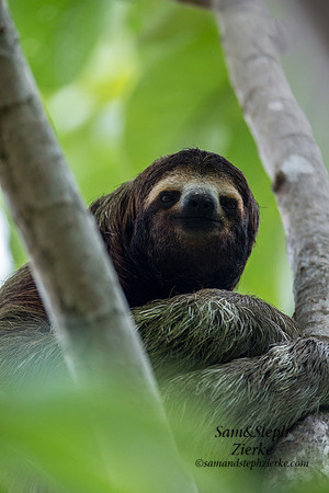 Three-toed Sloth