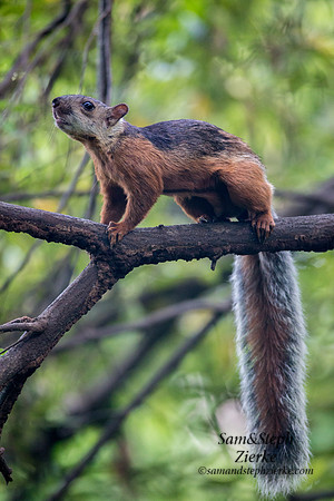 Variegated Squirrel