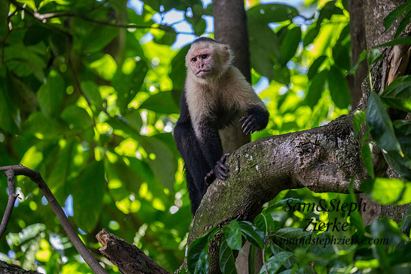 White-headed Capuchin