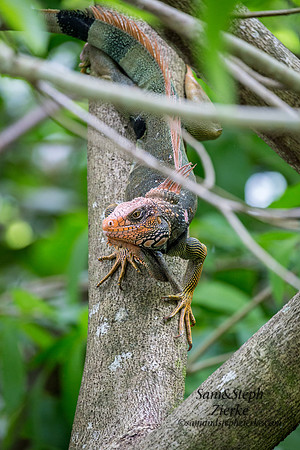 Green Iguana