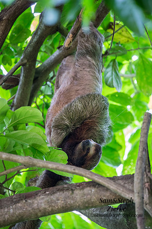 Three-toed Sloth