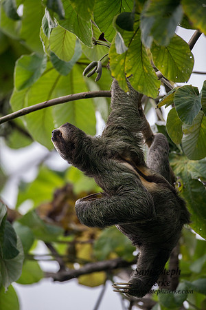 Three-toed Sloth