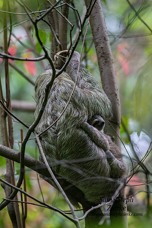 Three-toed Sloth