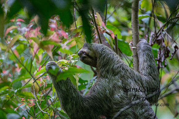 Three-toed Sloth