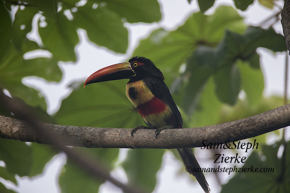 Fiery-billed Aracari