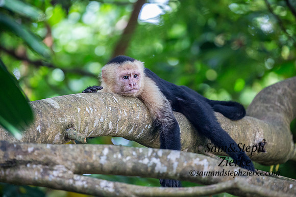 White-headed Capuchin