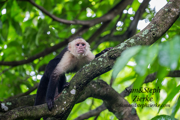 White-headed Capuchin