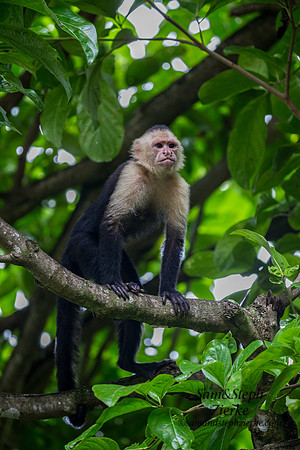 White-headed Capuchin