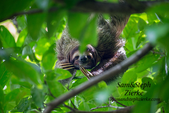 Three-toed Sloth