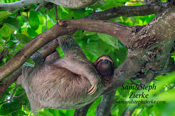 Three-toed Sloth