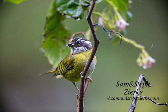 Sooty-capped Chlorospingus