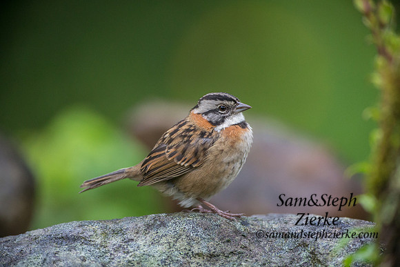 Rufous-collared Sparrow